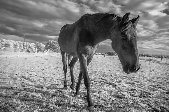 _DSC2459-Edit