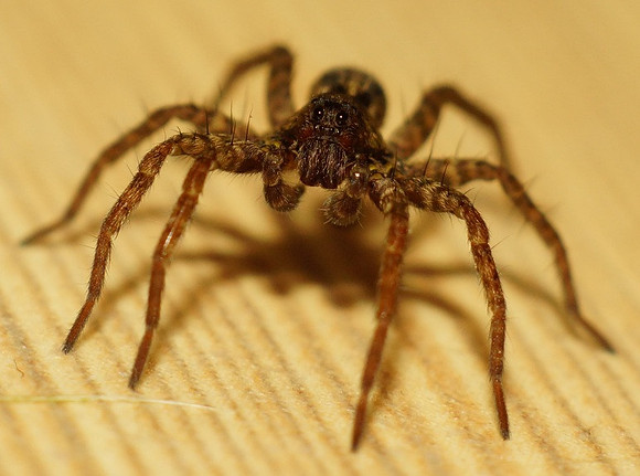floorspider
